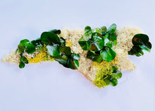 Load image into Gallery viewer, Terrarium North Carolina