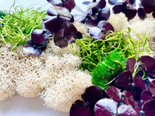 Load image into Gallery viewer, Terrarium North Carolina