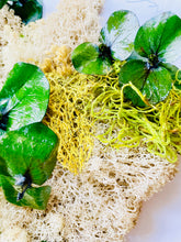 Load image into Gallery viewer, Terrarium North Carolina