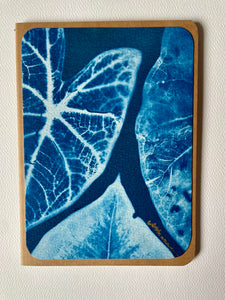 Cyanotype Notebook: Caladiums